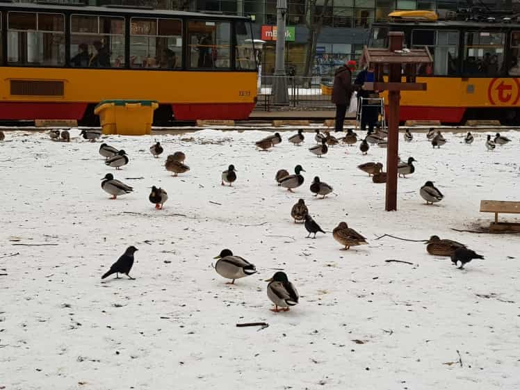 Poland Winter